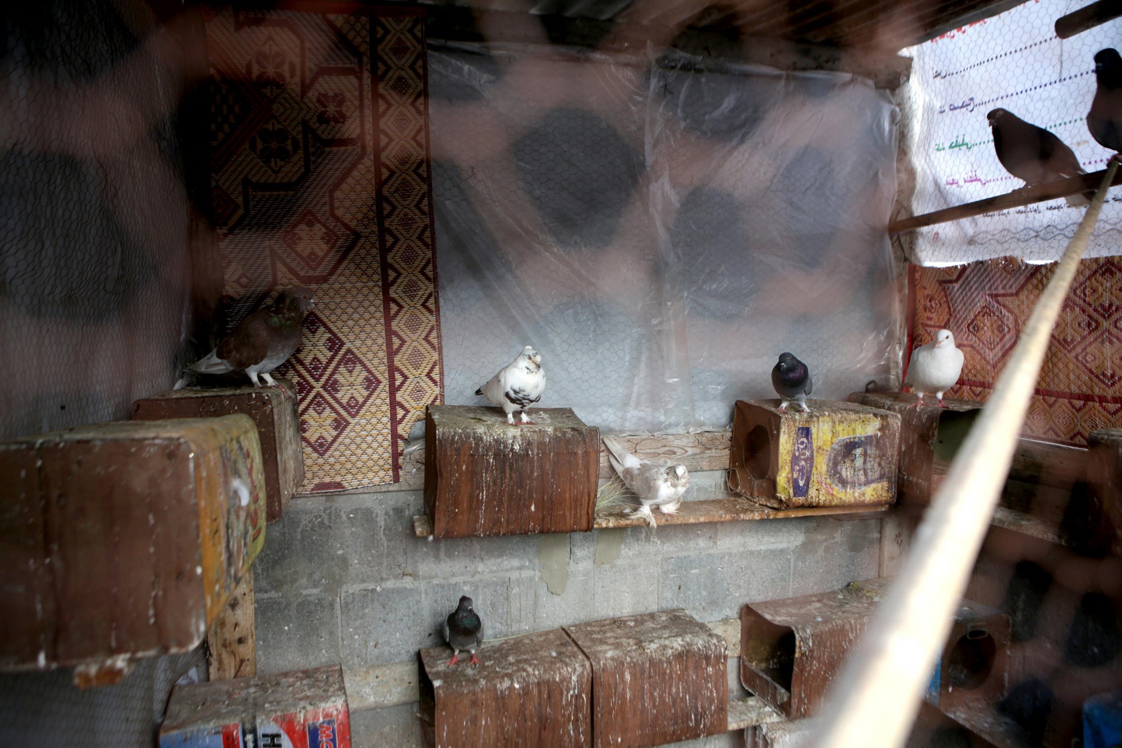 Avant la guerre, Oday avaient près de 30 oiseaux qui vivaient dans le cabanon. Son père expliquera plus tard que beaucoup d’entre eux s’envolaient et ne revenaient plus.
